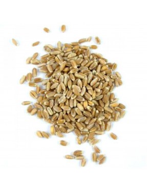 Grains Wheat Berries, 50-Pound