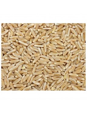 Grains Kamut Berries (1x25LB )Bulk Grains, 100% Organic Kamut Berries, 25 Lbs